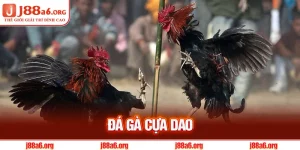 Đá Gà Cựa Dao