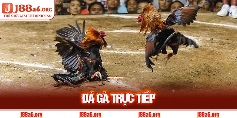 Đá Gà Trực Tiếp