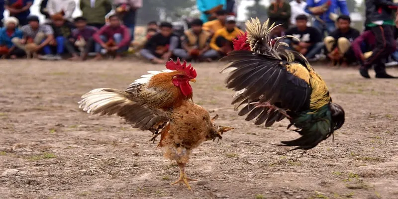 Ưu điểm mà kê thủ khó bỏ qua